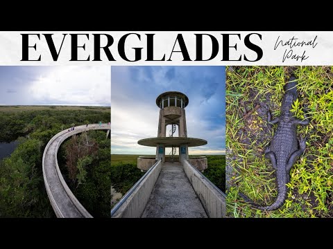 Everglades National Park Travel Guide: 1 Day Exploring the Park&#039;s Trails, Tours &amp; Wildlife