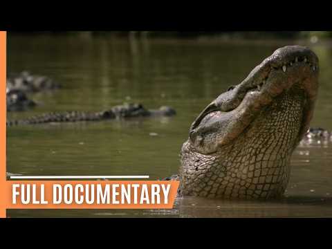 Breathtaking insights into the amazing ecosystem of the Everglades National Park