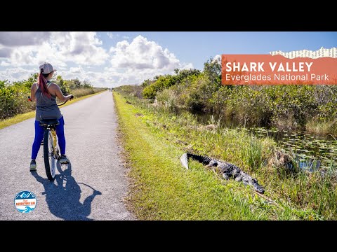 How to Visit Shark Valley in Everglades National Park, Florida
