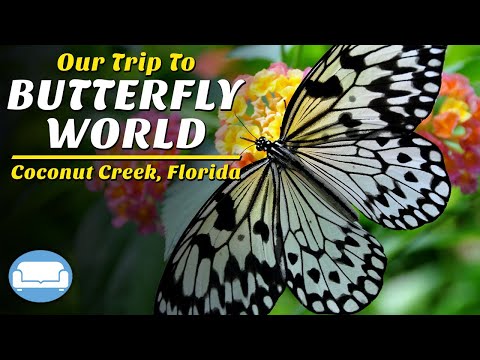 Butterfly World Coconut Creek, Florida| 20,000 Butterflies in a Walkthrough Aviary| Bug Zoo| Birds!