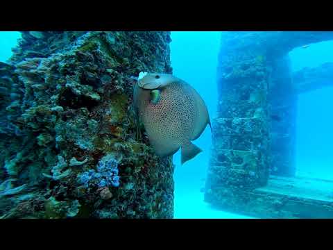 Neptune Memorial Reef, Key Biscayne, Florida