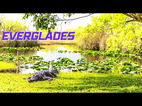 Everglades National Park | Florida TRAVEL GUIDE